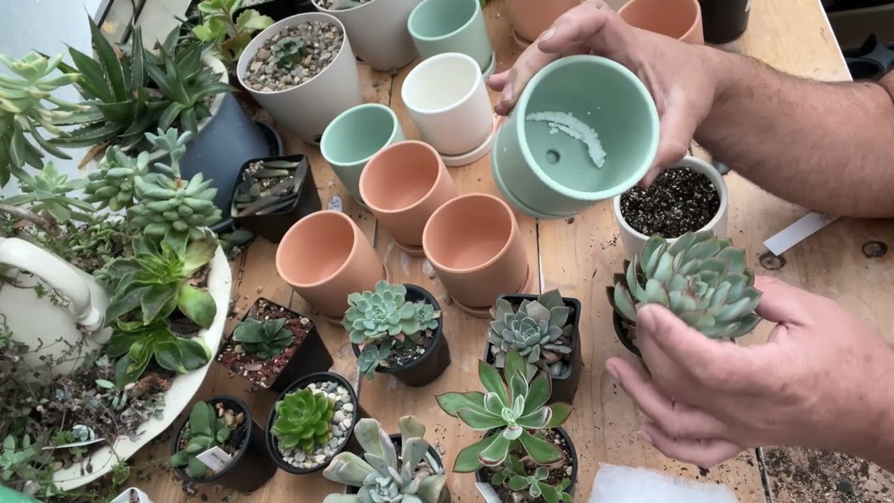 12 suculentas en mis macetas de regalo