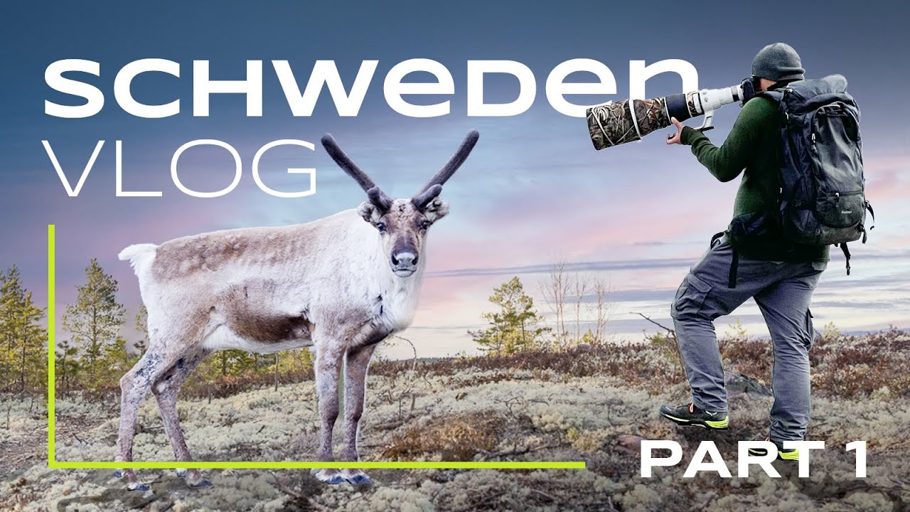 Schwedens Tierwelt - Unsere Fotoreise (Part 1)