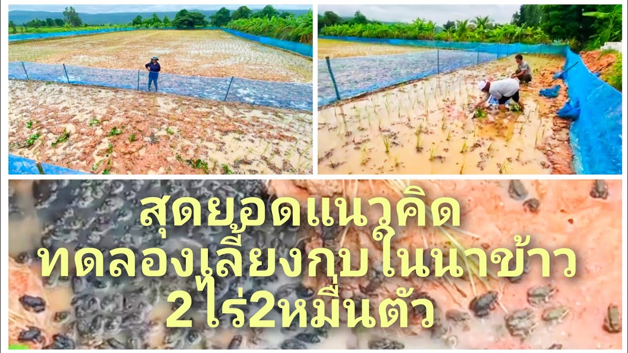 เลี้ยงกบในนาข้าว 2ไร่2หมื่นตัว สุดยอดแนวคิดของธุรกิจส่วนตัว อยากกลับมาใช้ชีวิตทำแบบเศรษฐกิจพอเพียง