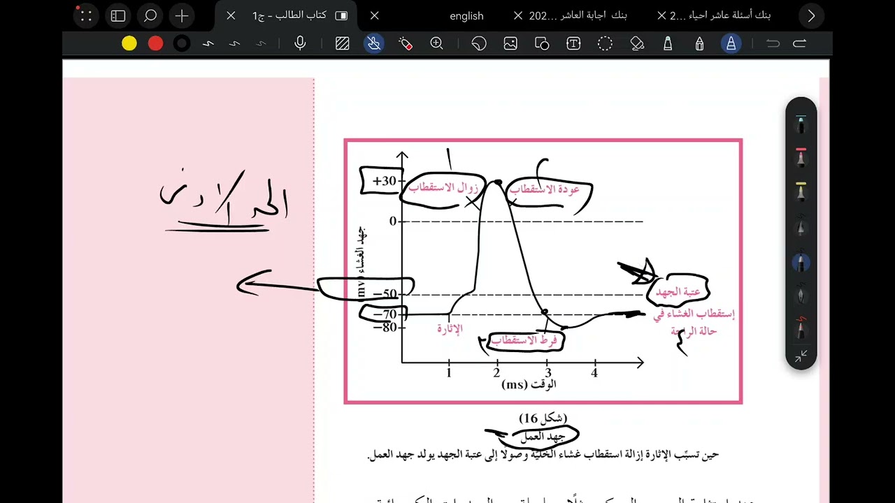 الجهاز العصبي - أ.تامر  الصف الثاني عشر علمي