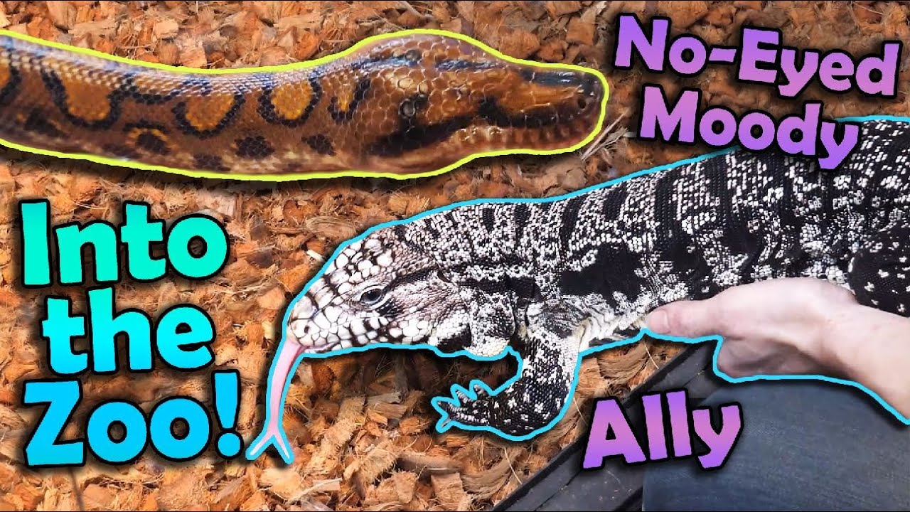 Перемещаем любимых рептилий фанатов в зоопарк!