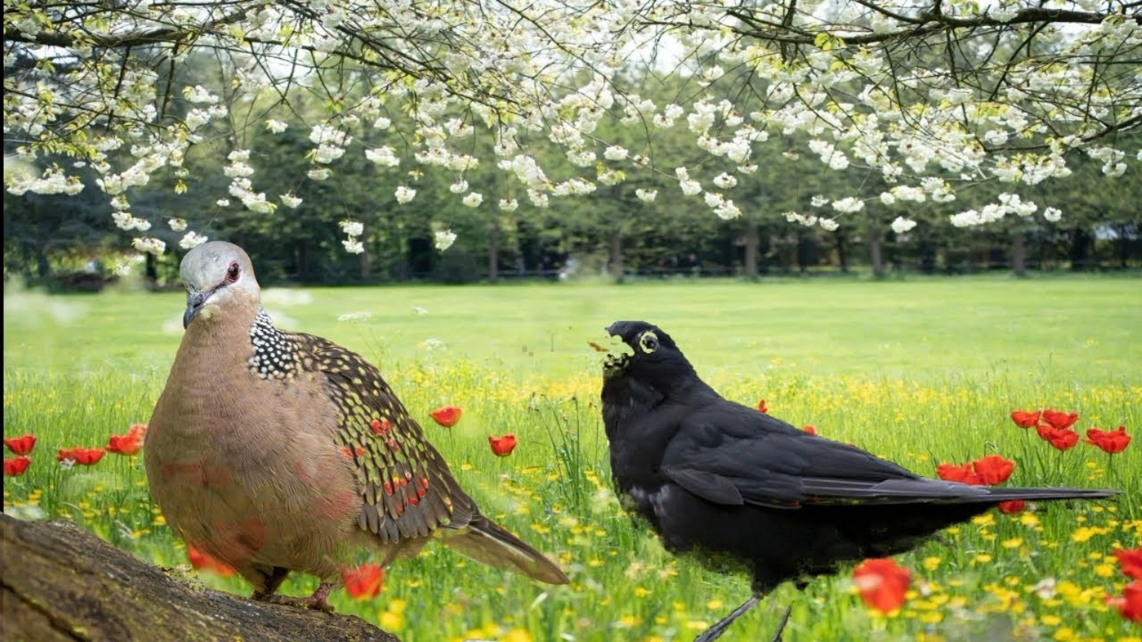 Singing 🌲Forest Birds 🌿 Nature Sounds for Relaxation and Sleep 