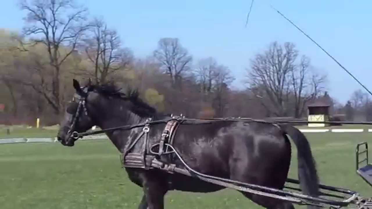 Klacz rasy śląskiej Luboya ZT Książ 2015