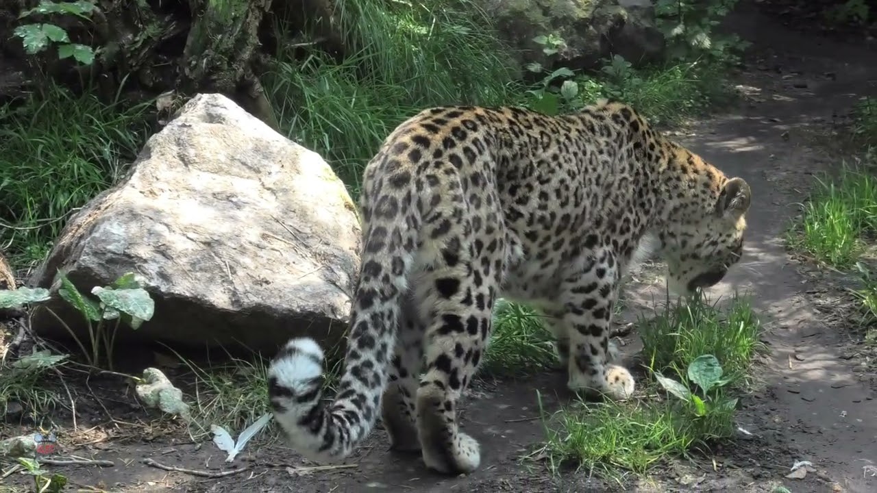 Allwetterzoo Münster | Full Zoo Park Tour!