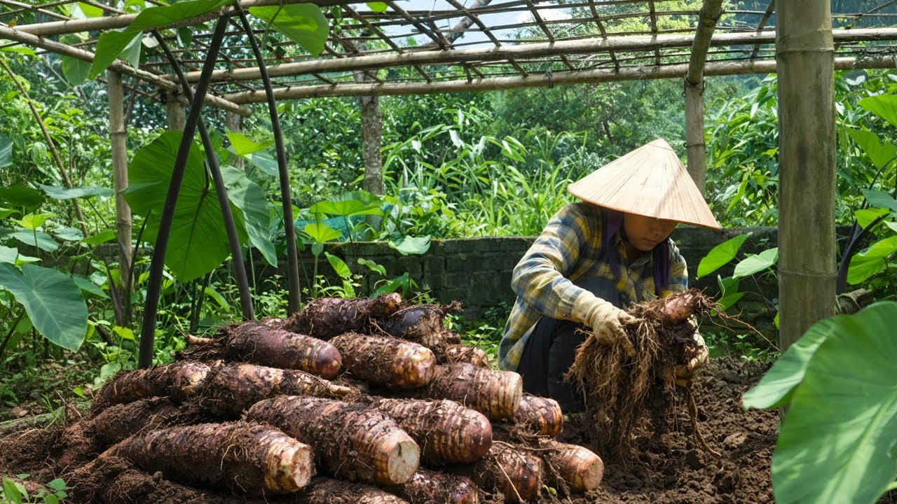 Harvesting taro in the home garden - Delicious family meals with husband and children