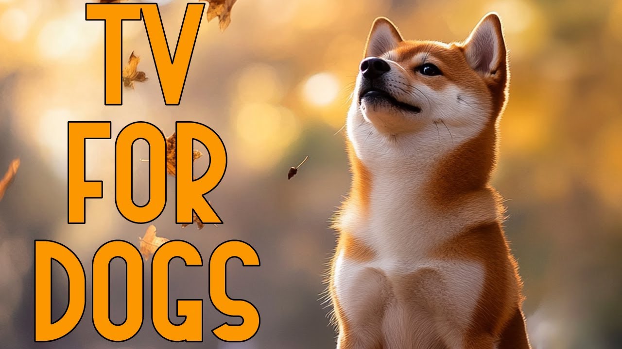 DOG TV NO ADS 🐶 Walking and Nature Videos | STOP Boredom and Anxiety