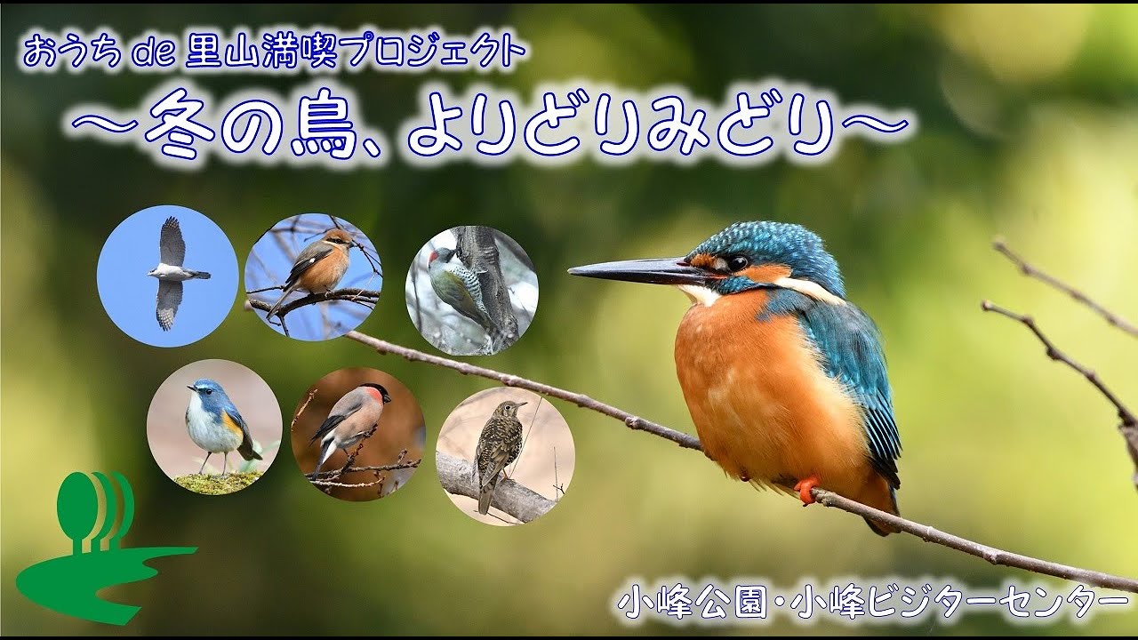 おうちde里山満喫プロジェクト～冬の鳥、よりどりみどり～
