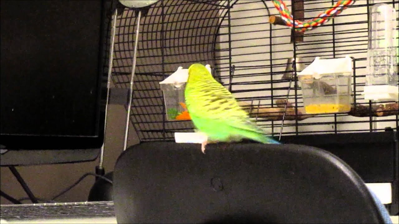 Yoshi responds to Banco