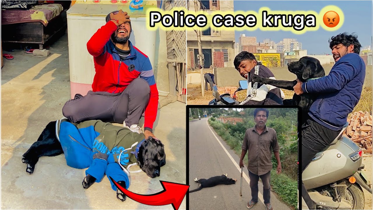Jack ( Lebra dog ) ka bura haal krdiya 😮 || Subscriber ne diya Dhoka 😡