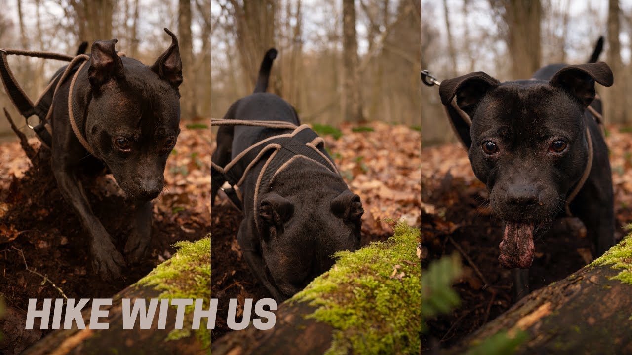 Walk With Us - Forest Hike With Two Staffordshire Bull Terriers (no talking)