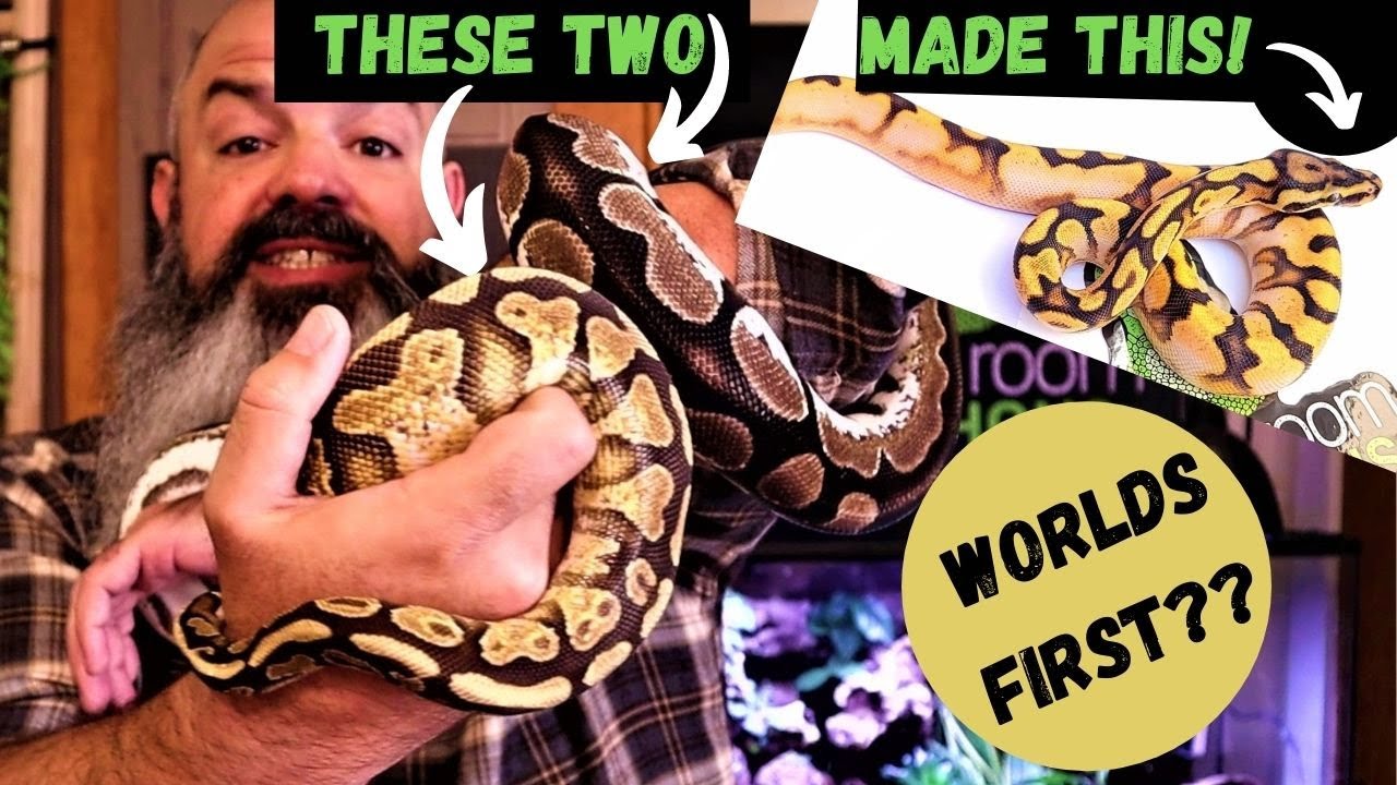 Ball Python Clutch Reveal: Worlds First Combo! (probably)