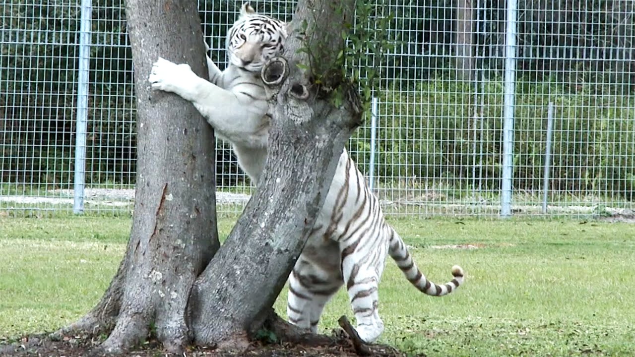 Big Cats And Scent Glands - FAQ Friday