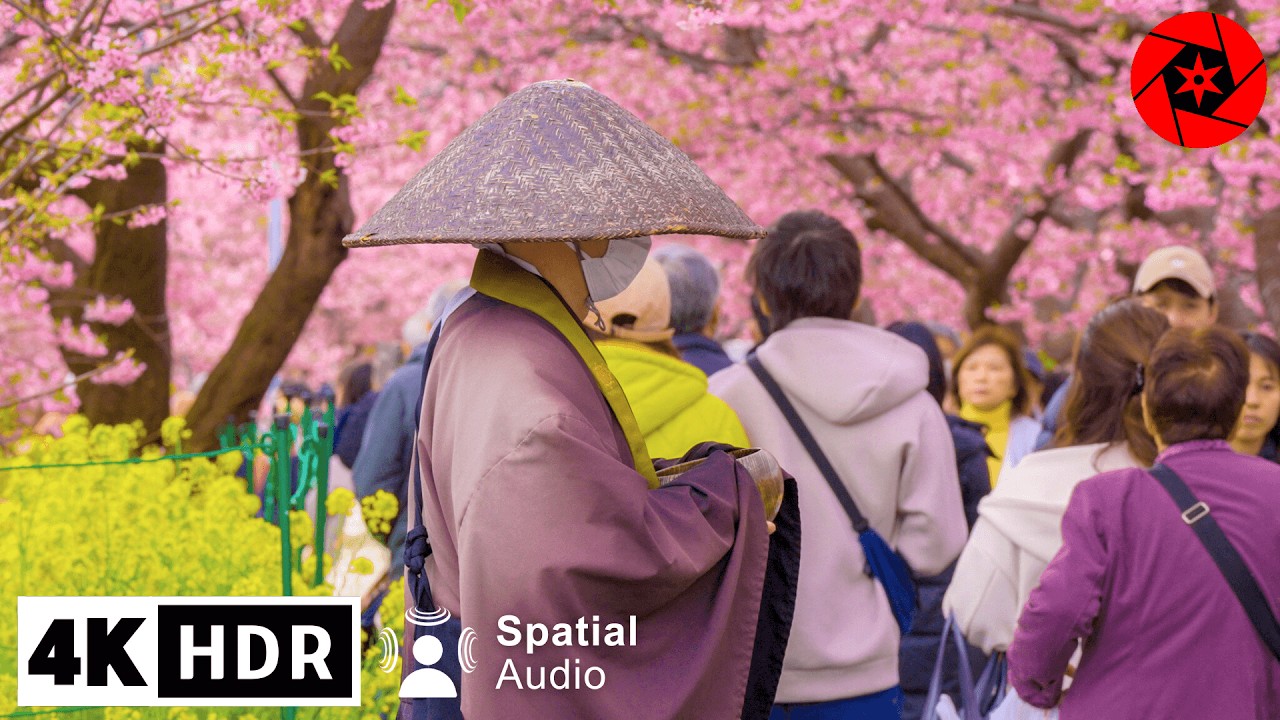 4K HDR - Japan Earliest Cherry Blossoms - 3 Hours