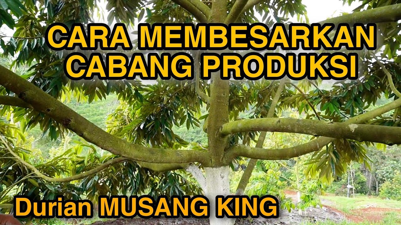 Cara Membesarkan Cabang Produksi Durian Musang King agar Cepat BERBUAH