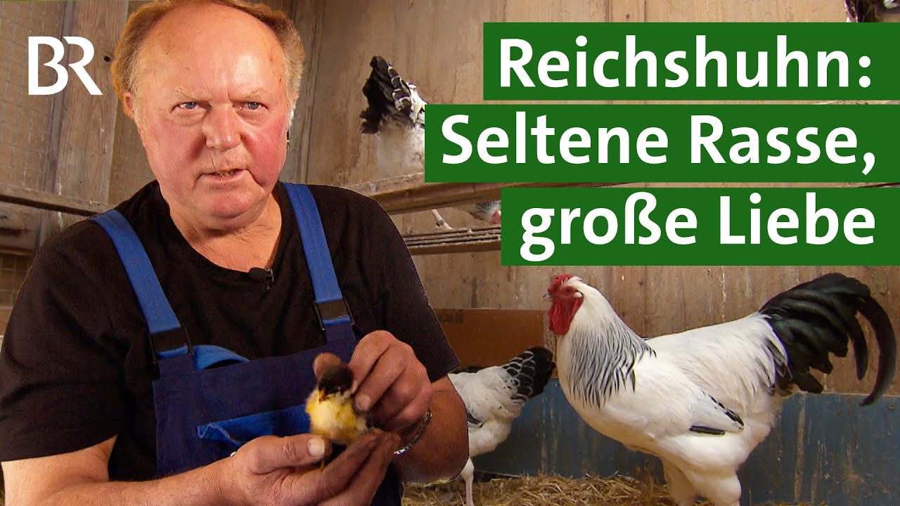 Kunstschmied züchtet seltene Hühnerrasse: Deutsche Reichshühner | Hühnerhaltung | Unser Land | BR