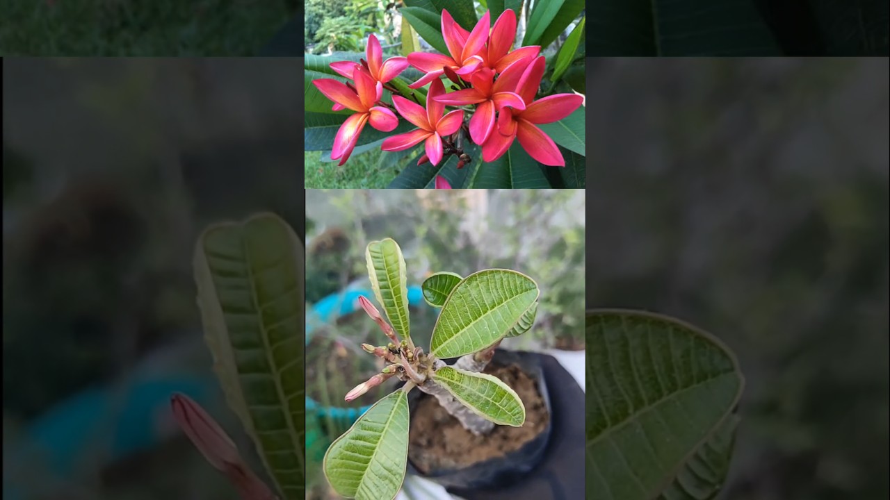 Champa plant care#Plumeria plant#flowering plant