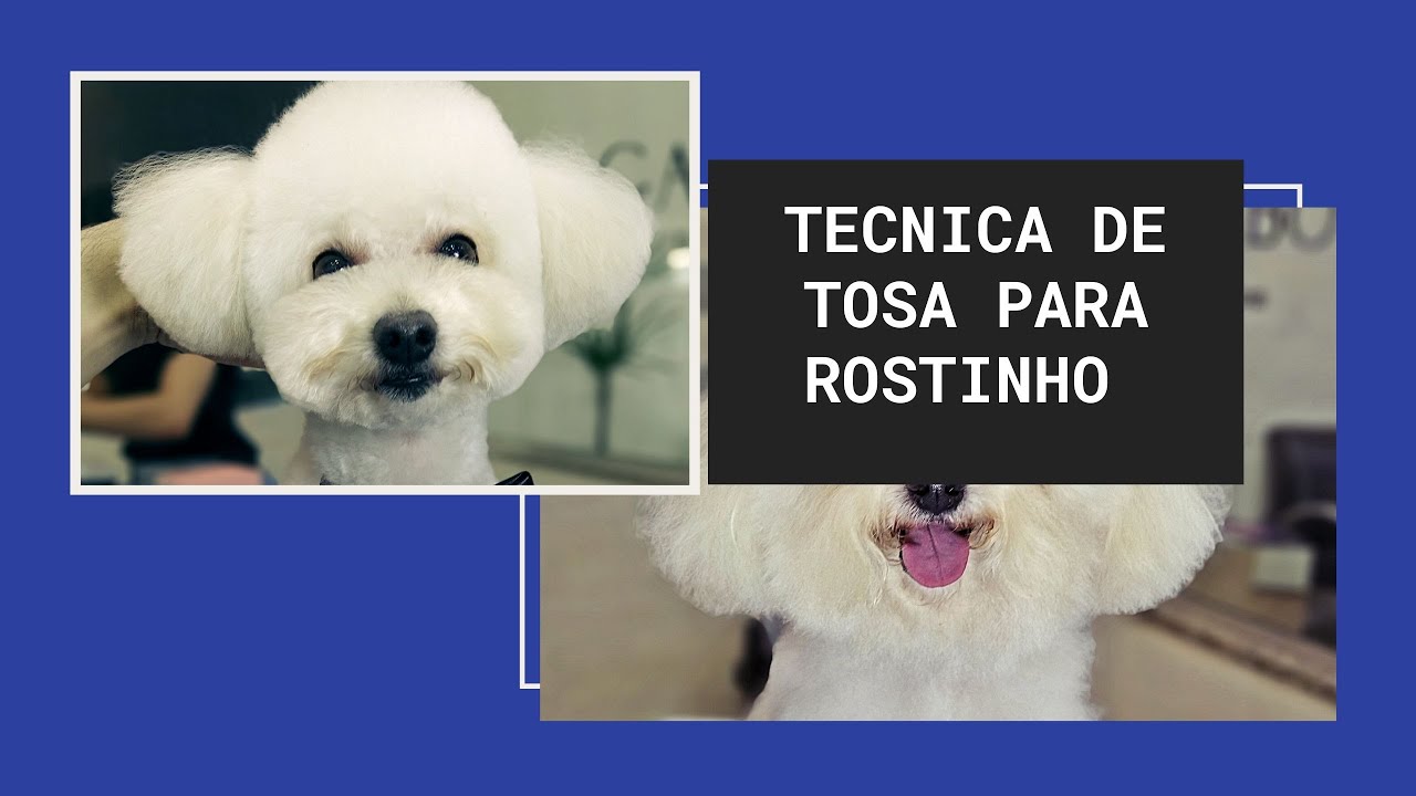 Como fazer tosa em um rostinho fofinho no banho e tosa