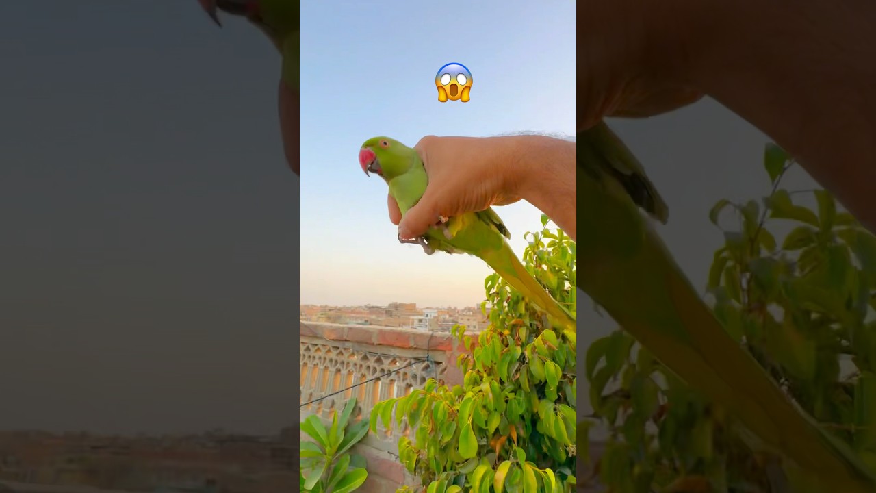 How to Catch Parrot 🦜 with Hand in Tree 🌳 #birds #shorts #viralvideo #trending #parrot #trap