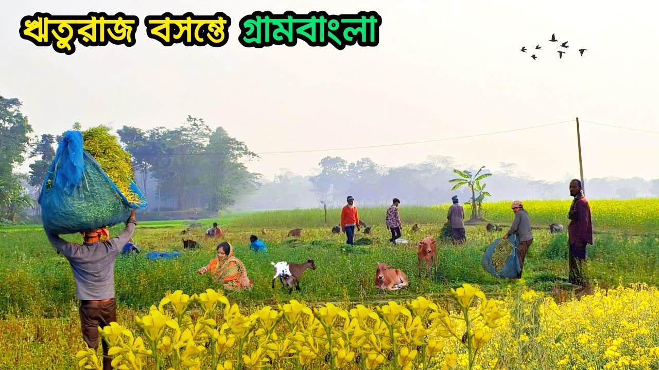 বাংলার মেঠোপথে হলুদের উৎসব, বাংলার ঋতুরাজ বসন্তকাল। 