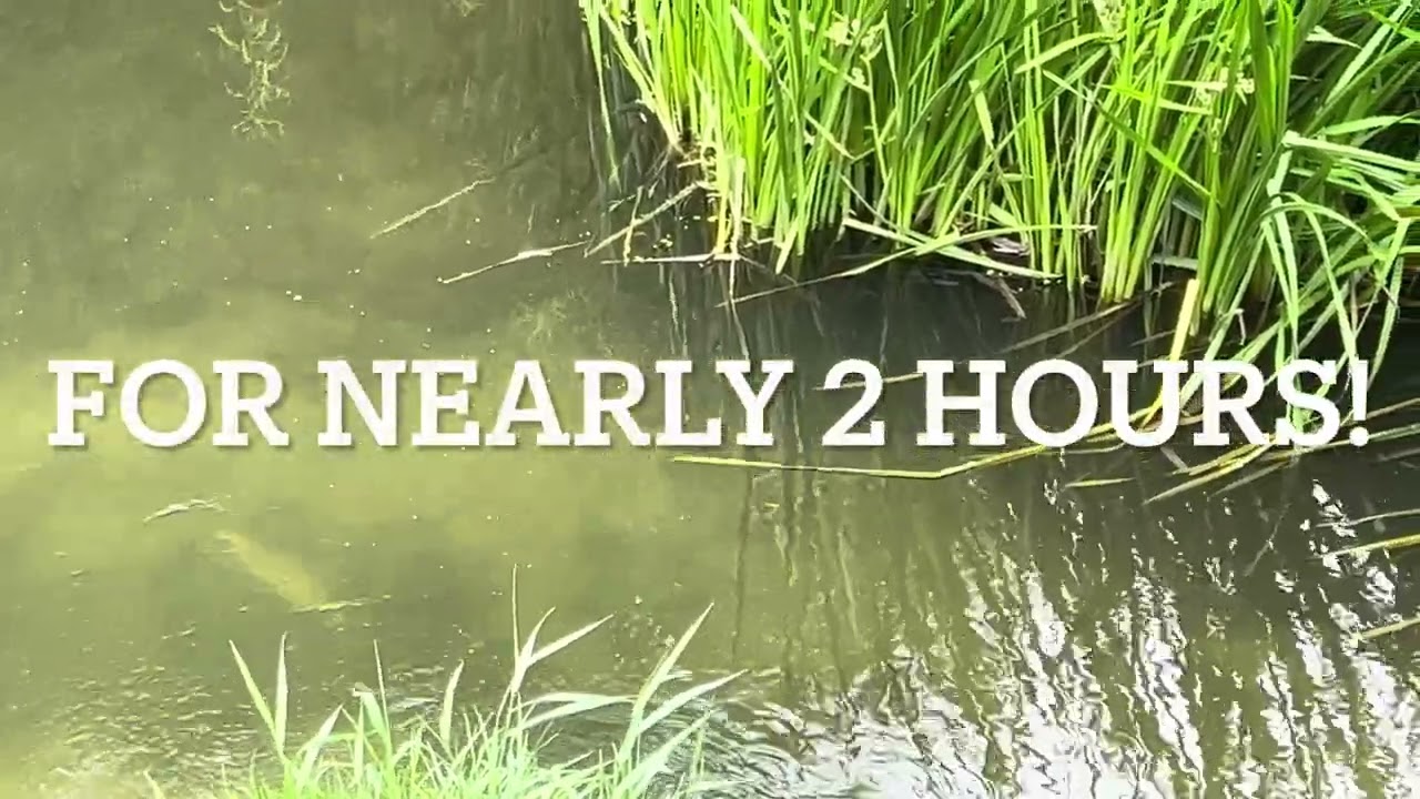 Joov trip 356 (patiently feeding some huge chub and some barbel before attempting to catch one)