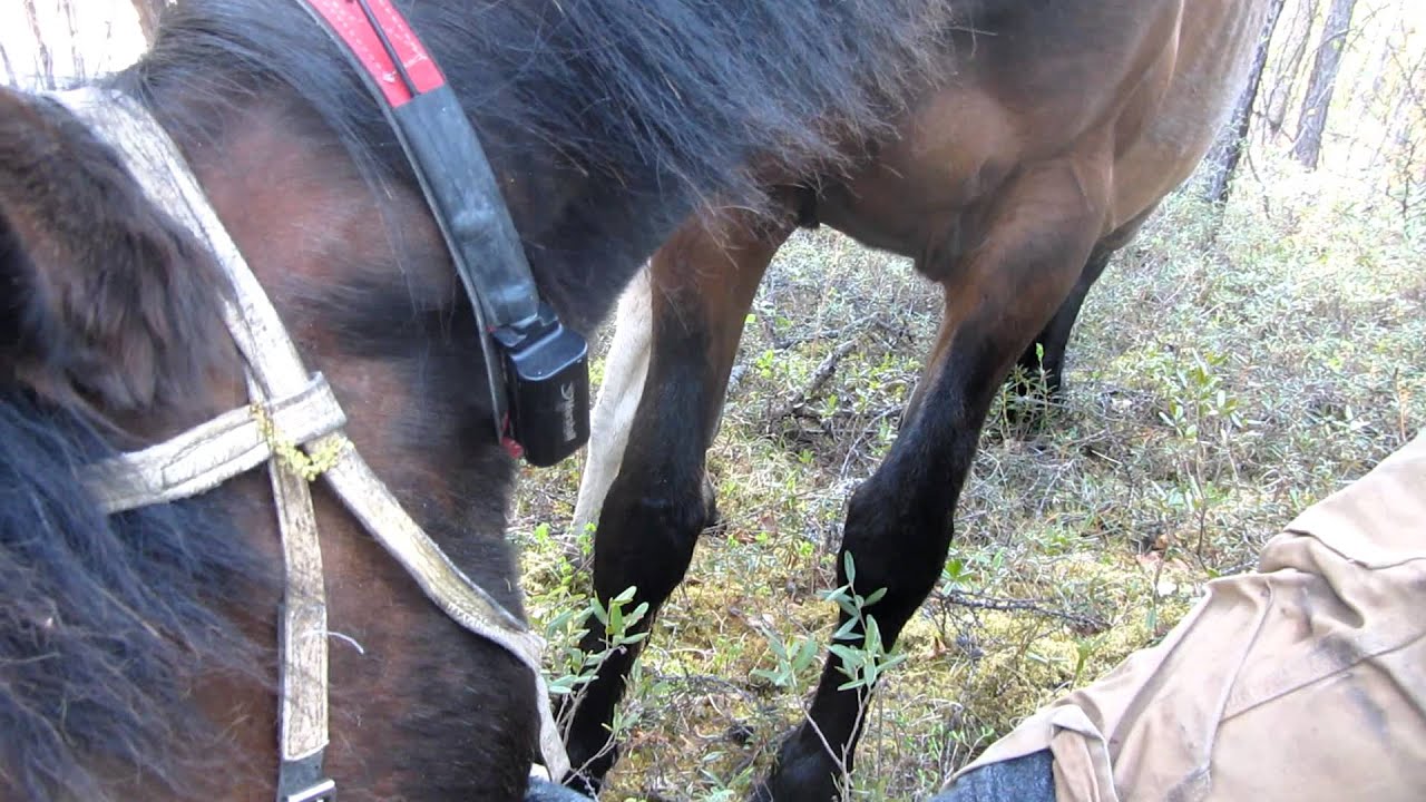 Found the Lost Horse (Had a Colt)