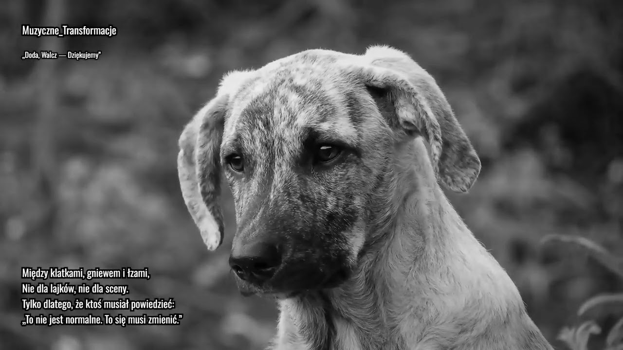 Muzyczne Transformacje -„Doda, Walcz — Dziękujemy” Schronisko w Bytomiu i Sobolewie a to nie koniec.