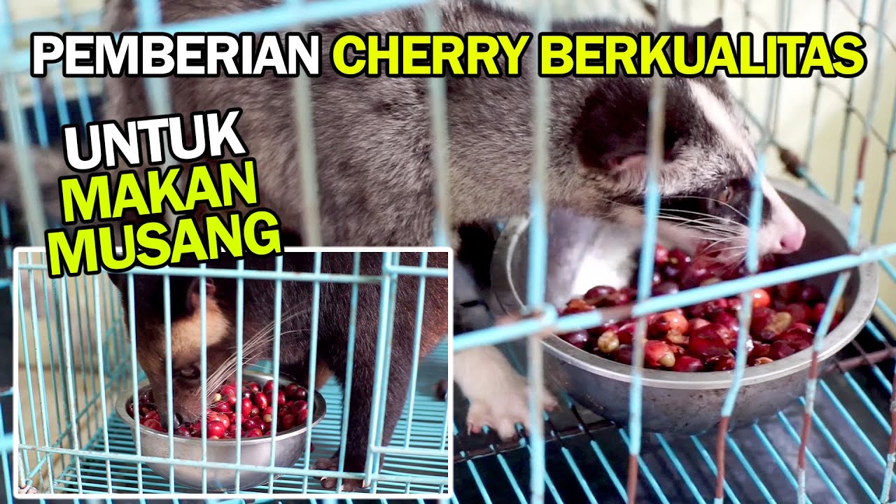 JANGAN SEMBARANGAN KASIH CHERRY KOPI UNTUK MAKAN MUSANG | LUWAK KINGDOM