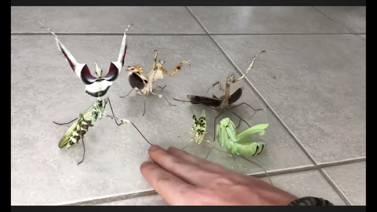 Babam japonyadan gelen çekirgelere dokundu 