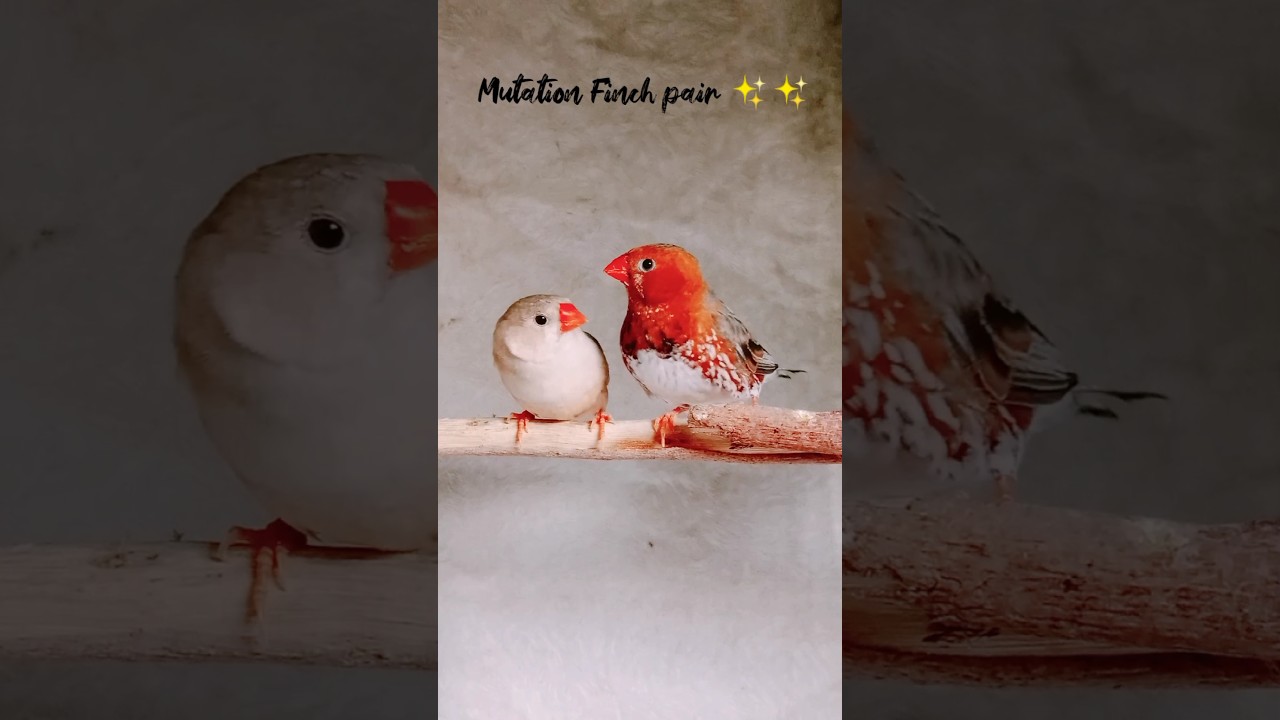 OBBB Male 🧡 Mutation Finches pair ✨🧡 #fincheslover #finches #viral #birdslover #birds #like