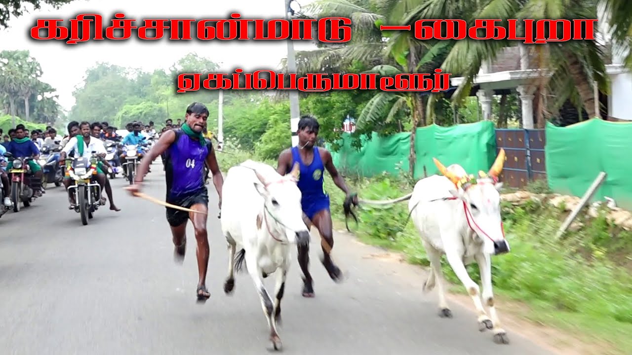 புதுக்கோட்டை மாவட்டம்  ஏகப்பெருமாளுர் நடு மாடு 17.01.2026