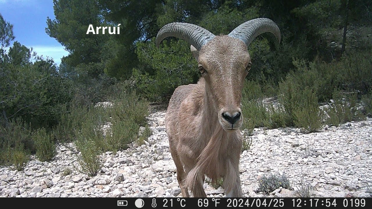 Fototrampeo en la Foia de Castalla (Alicante) en el mes de Abril