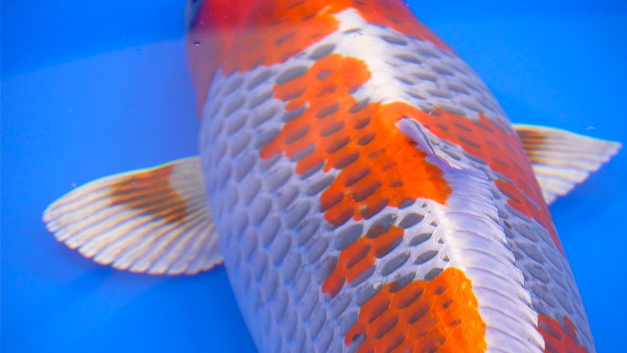 The Best Colorful Fish of 2020! (Part 1)