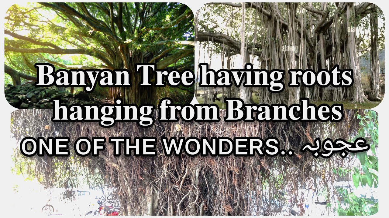 BANYAN TREE 🎄 with Roots hanging from Branches | 