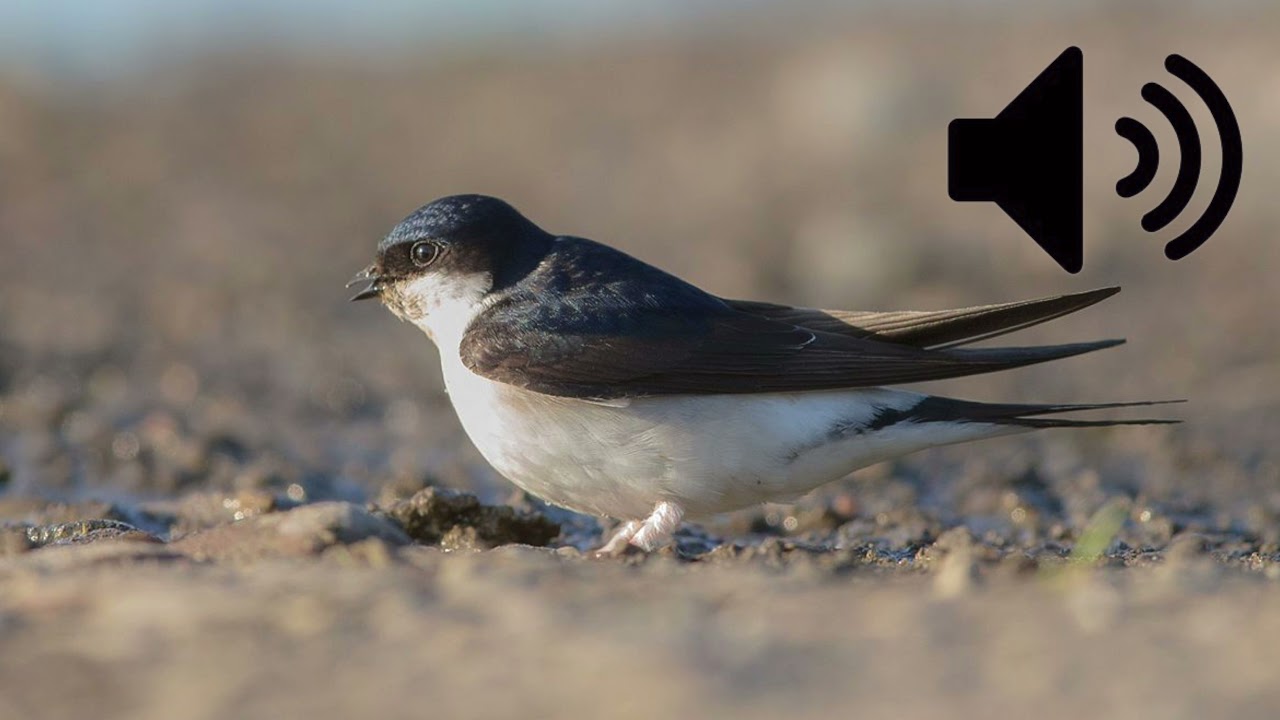 House Martin sound (Royalty Free)