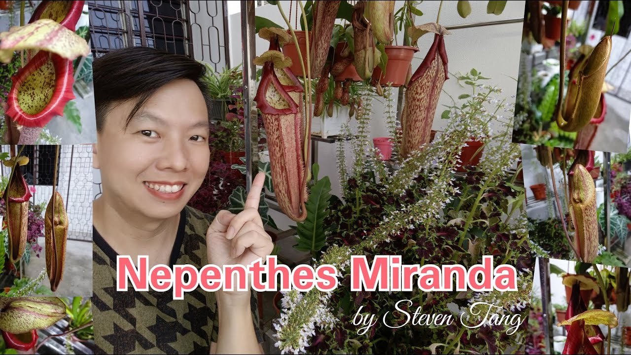 Nepenthes Miranda | Carnivorous Plant / Pitcher Plant / Monkey Cup