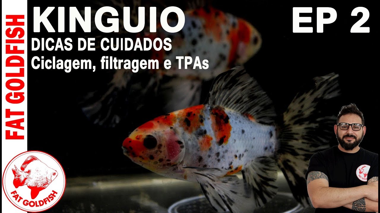 kinguio Dicas de Cuidados (Ciclagem, filtragem e TPAs)