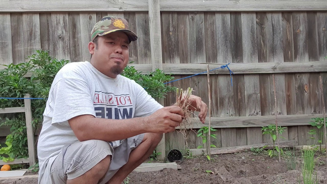 #VCN TV #Garden Khmer Australia 2020