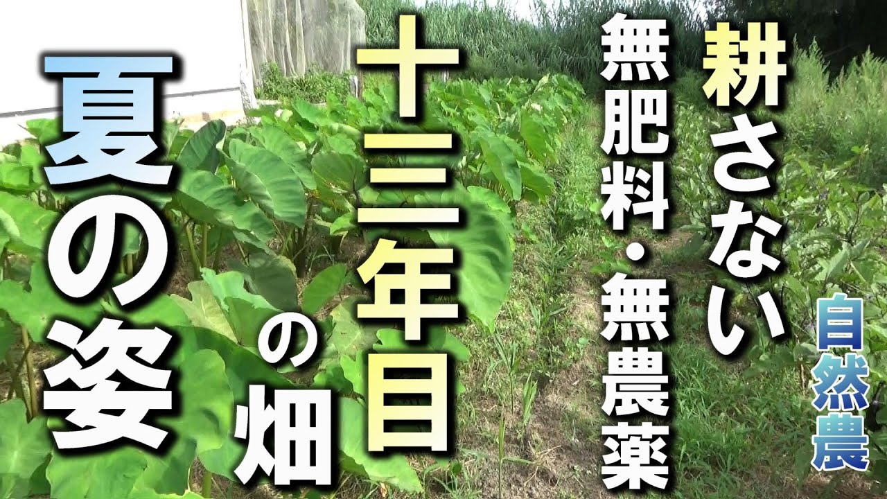 【自然農】不耕起13年目！自然農の畑　全部見せます！　2024年7月20 日【natural farming】