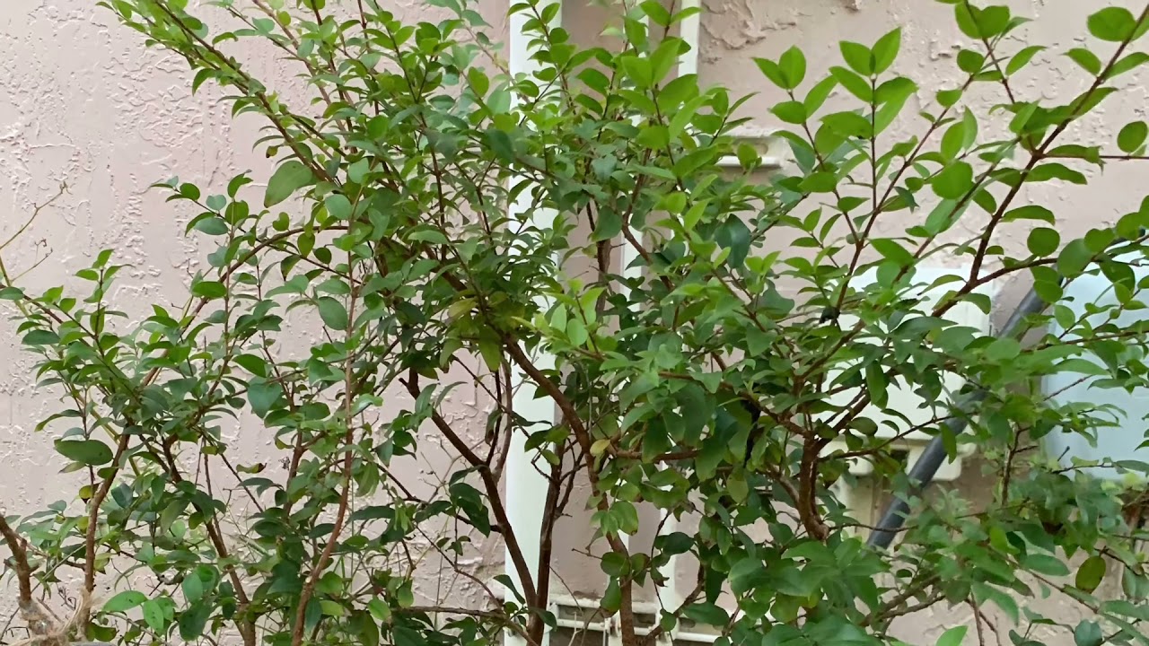 Air layering and grafting Brazilian grape Jamboticaba in Florida