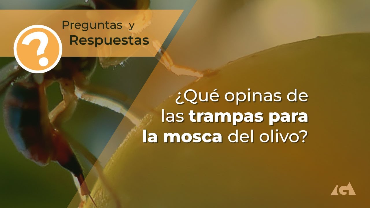 &iquest;Qu&eacute; opinas de las trampas para la mosca del olivo?