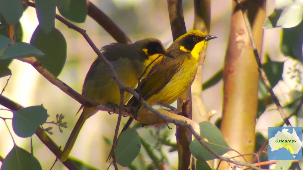 Little yellow birds