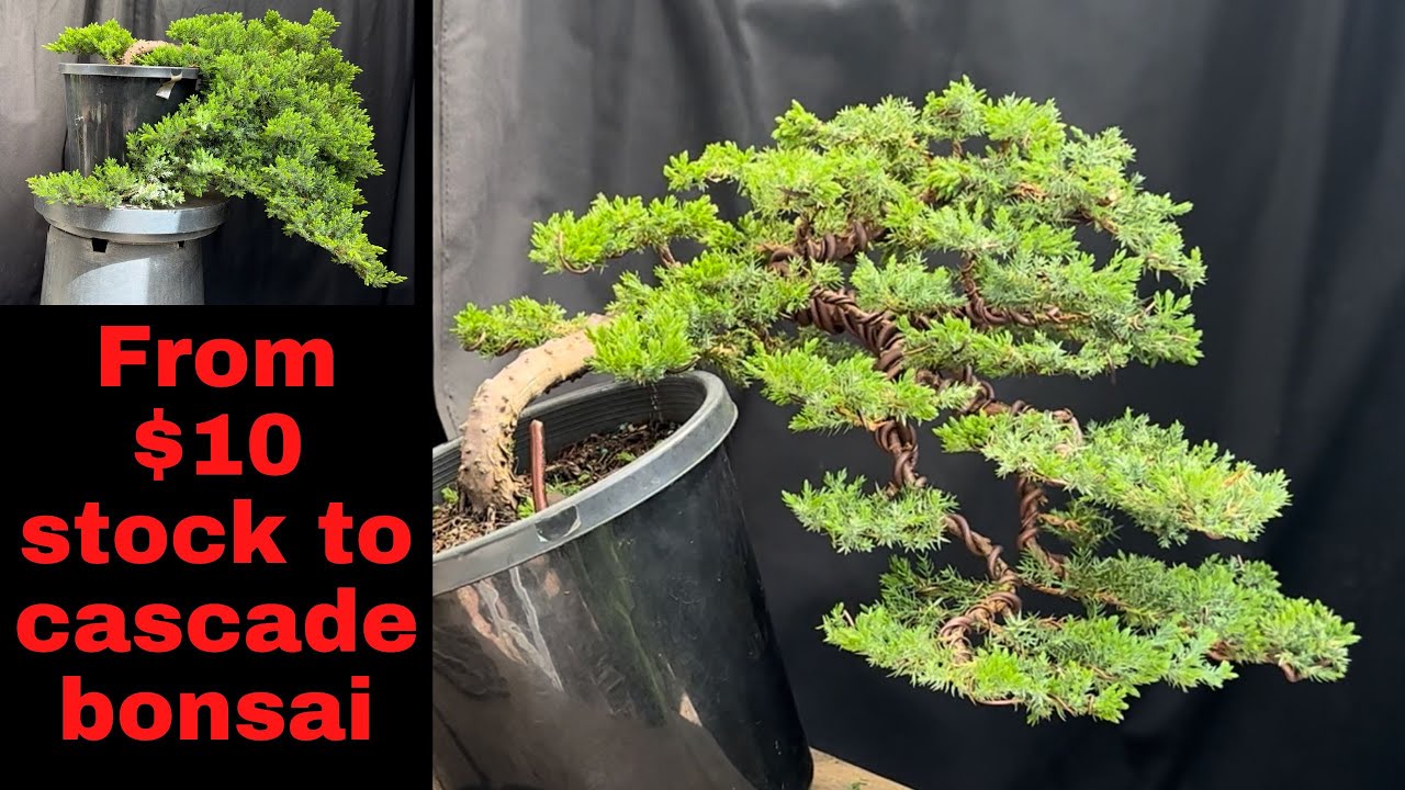 From $10 stock to cascade style bonsai Transformation of $10 juniper into a bonsai