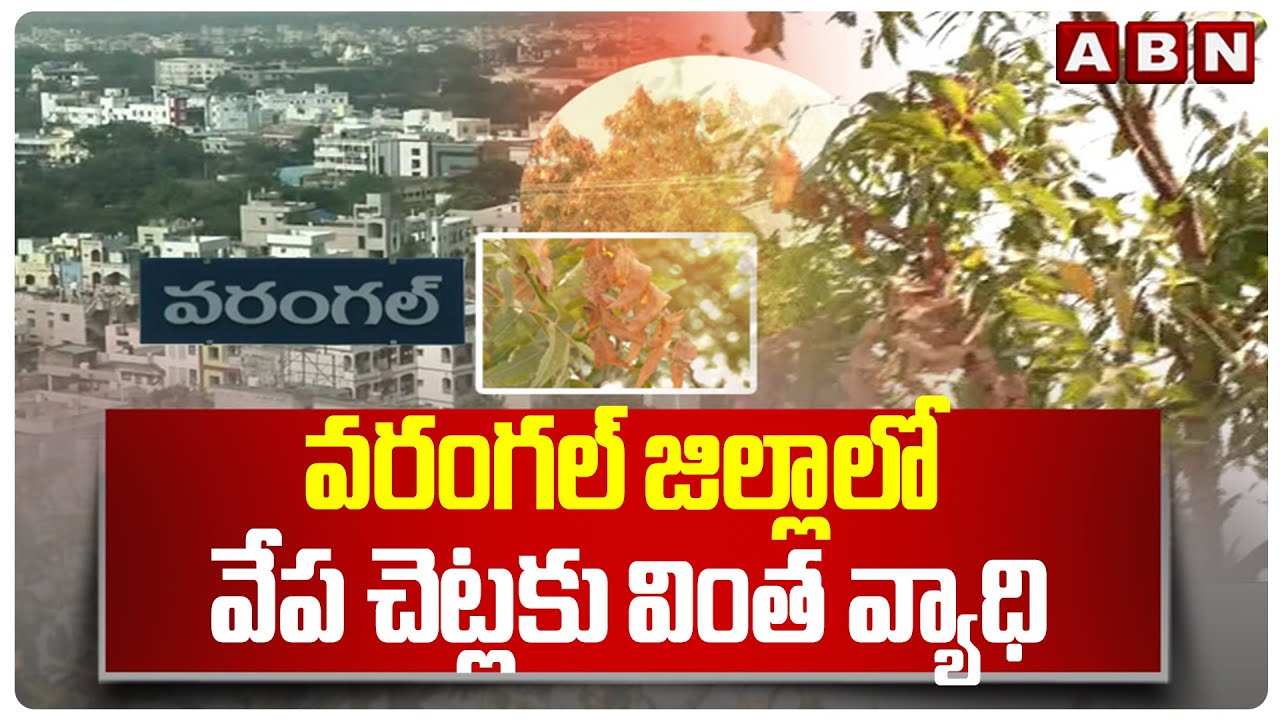 వరంగల్ జిల్లాలో వేప చెట్లకు వింత వ్యాధి | Disease affecting neem trees in Warangal district | ABN