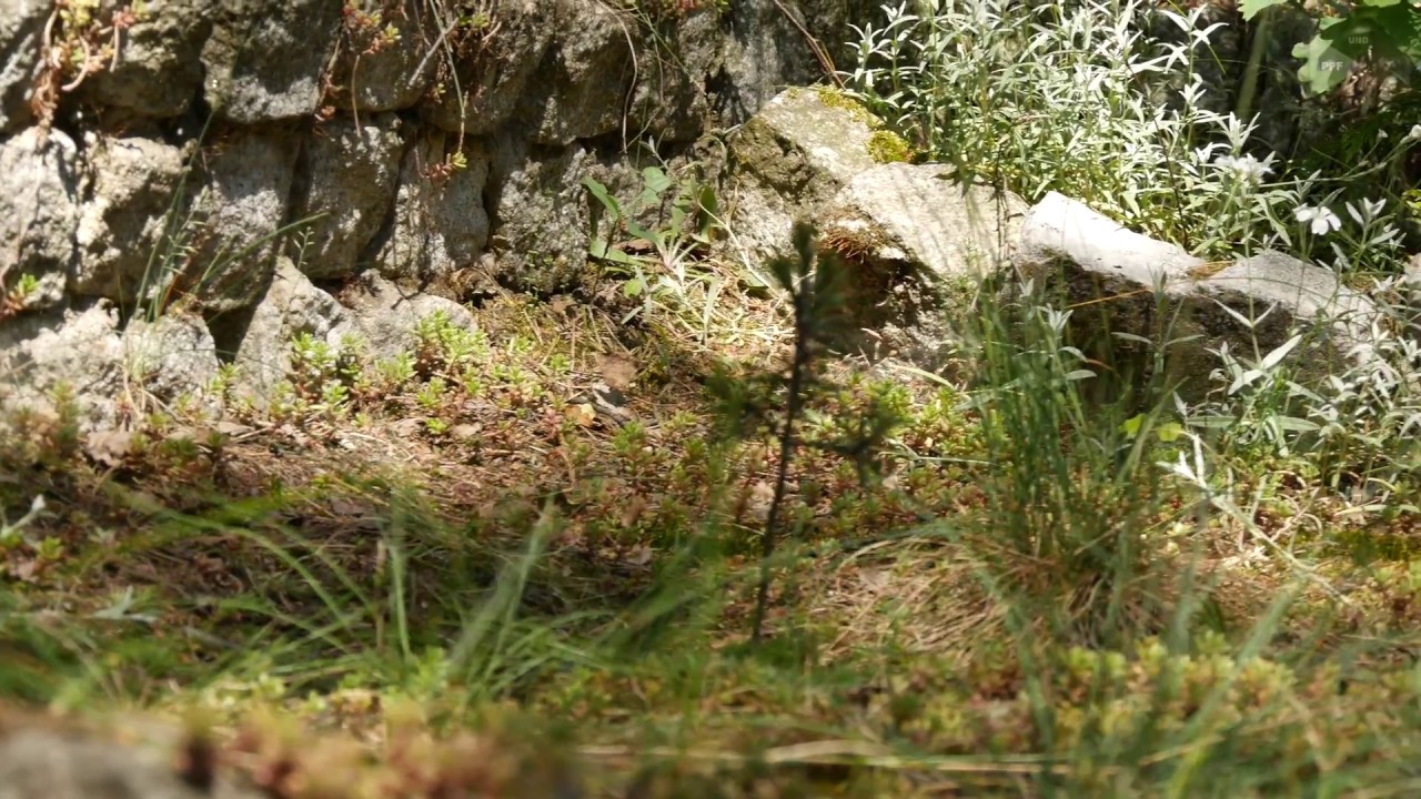 Patryk Pawlak Film- 