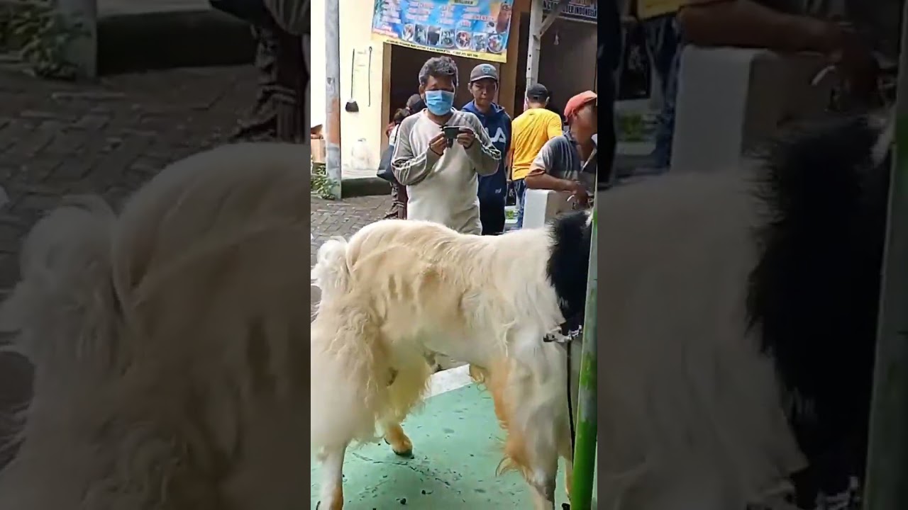 Barongan Ngamuk jack cmf #shorts #kambing #giantetawa