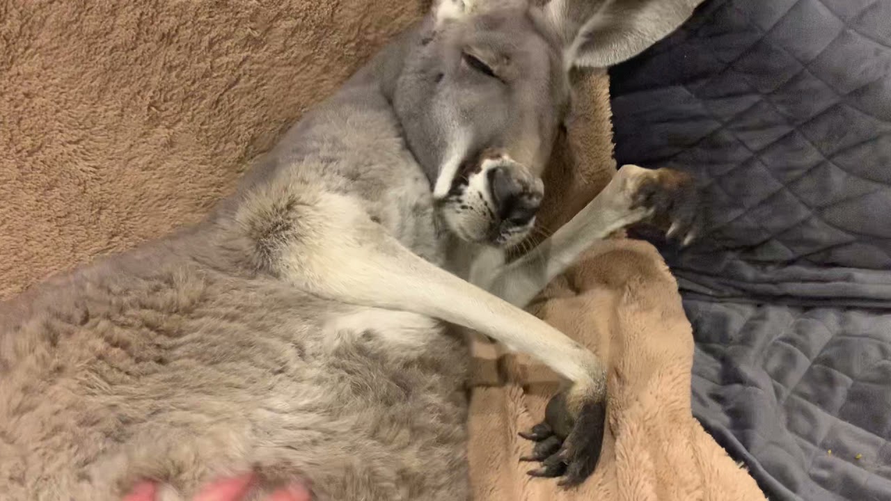 KANGAROO KNOWS HOW TO WORK A COUCH