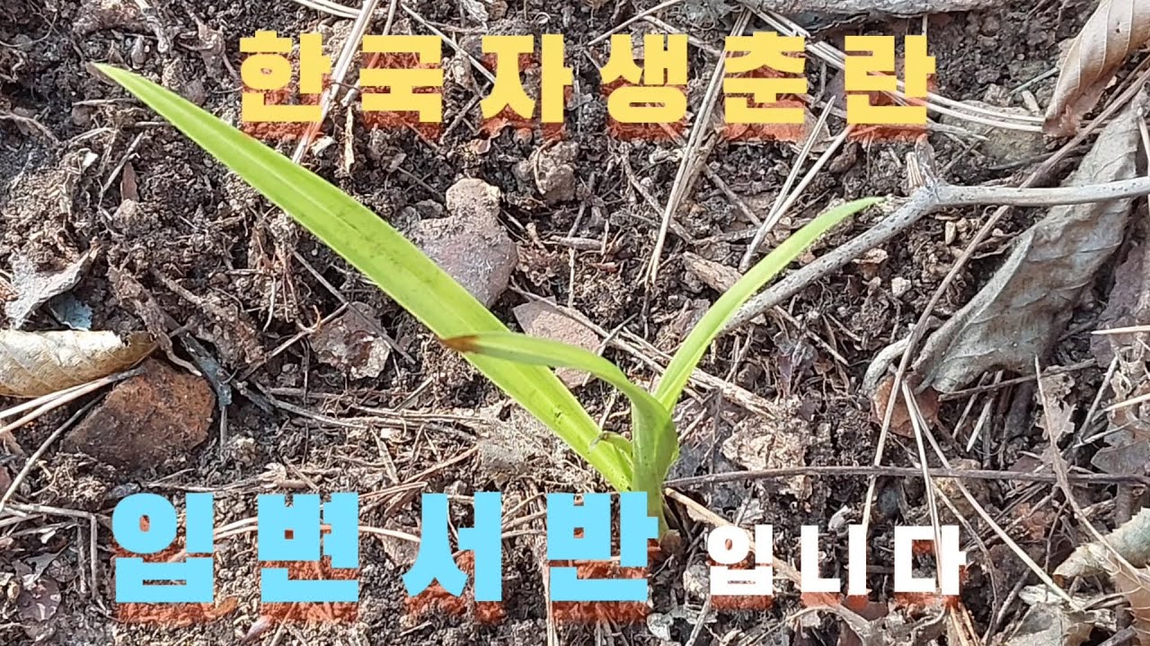#난초산행 입변서반 입니다#난초랑