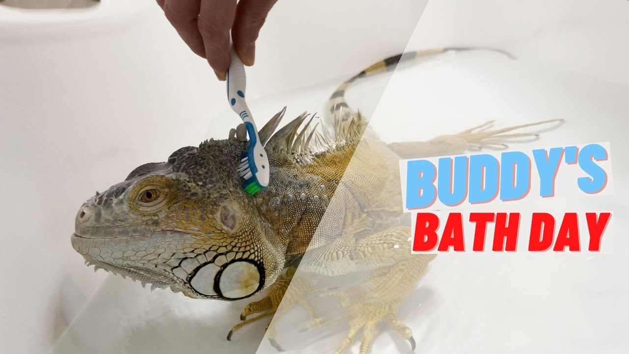 Buddy bath routine. Happiest lizard in the world.