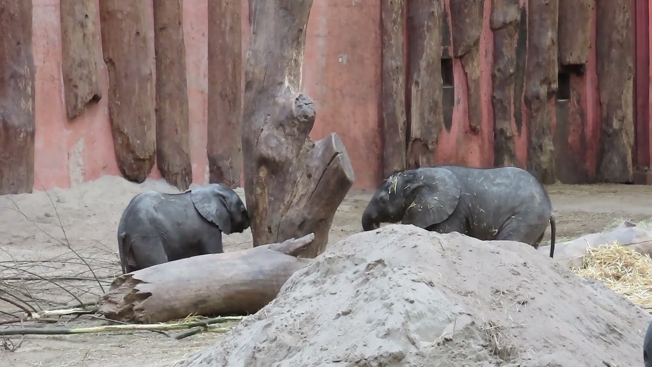Afrikaanse olifant koe kalfjes van een klein aantal weken jong.