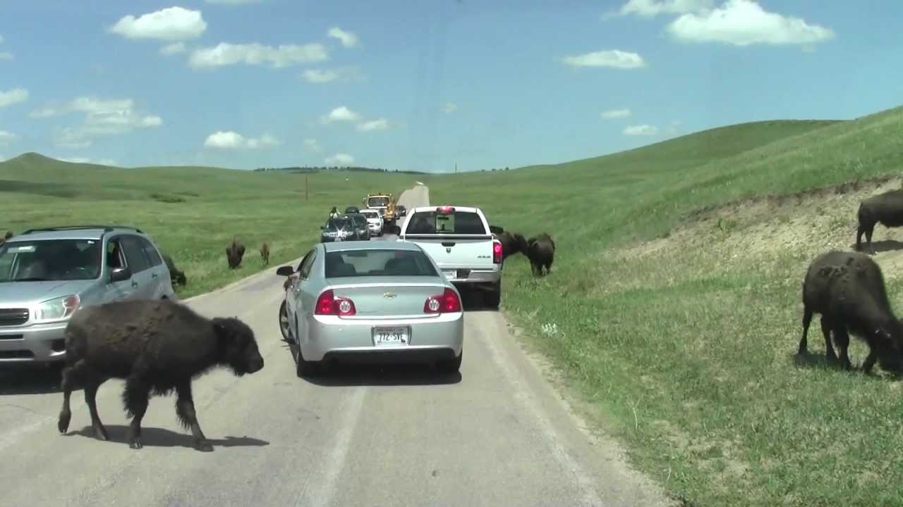 Wildlife Loop Road, Custer State Park, South Dakota